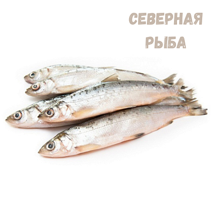 Ряпушка неразделанная