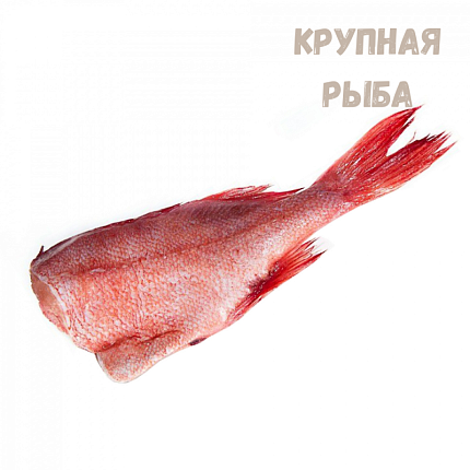 Окунь атл.без головы 300-500 грамм с/м